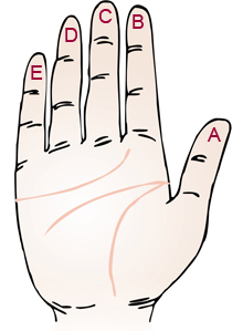 手指所代表的臟器