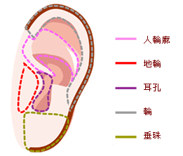 耳形圖